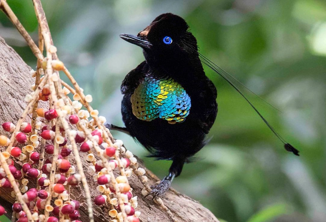 西方六線天堂鳥