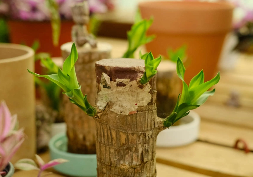 巴西鐵樹修剪 巴西鐵樹修剪