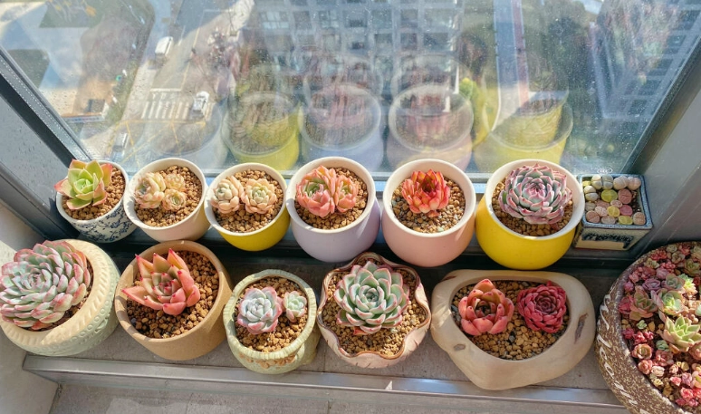 多肉一次浇多少水