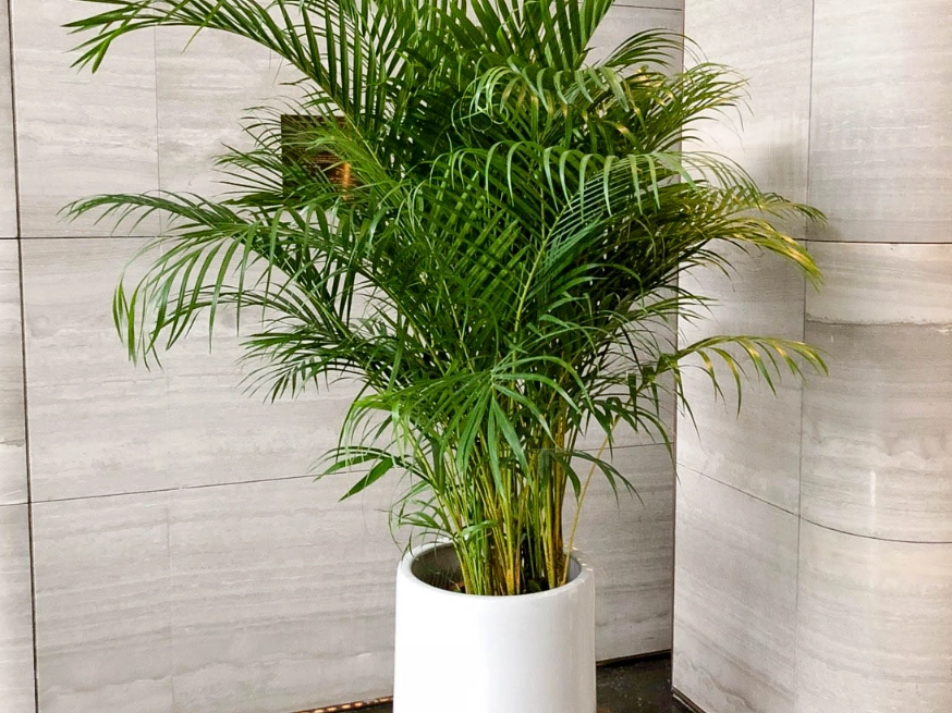 黃椰子照顧 黃椰子照顧