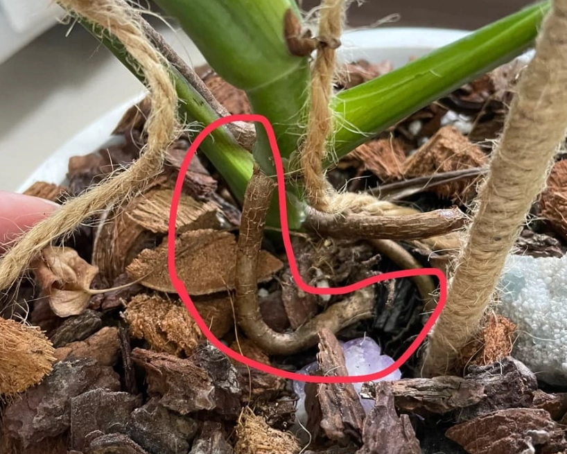 龜背芋氣根斷掉