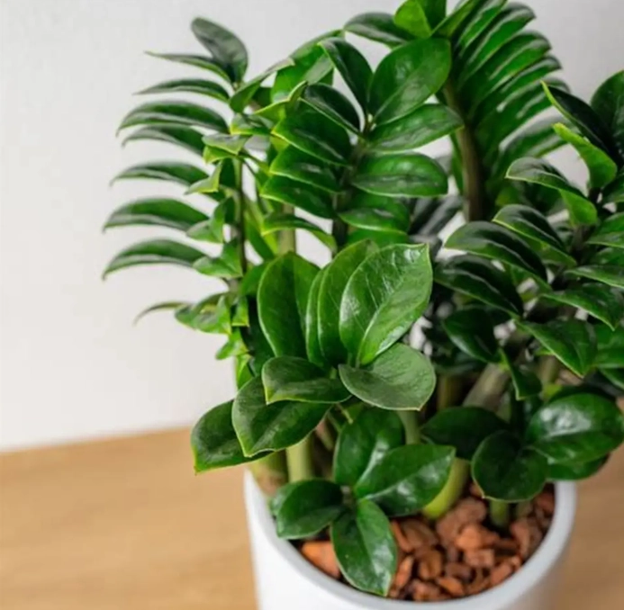 金錢樹新葉變黃 金錢樹新葉變黃