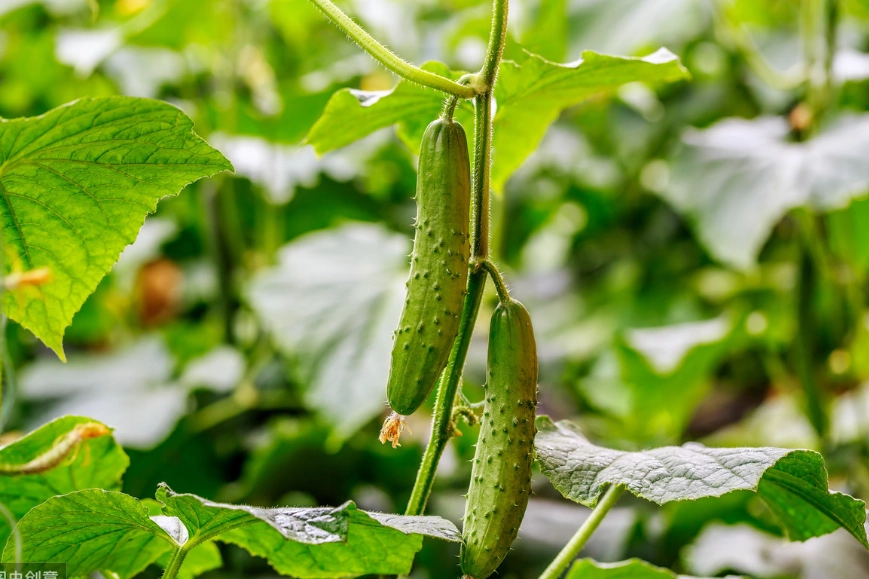 小黃瓜種植盆栽 小黃瓜種植盆栽