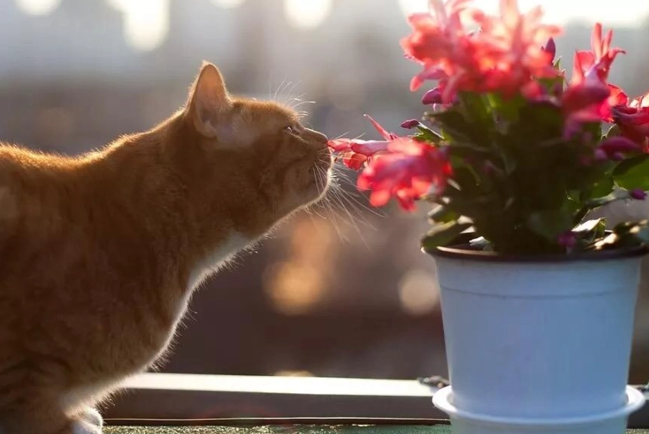 貓奴必讀！七種常見但貓咪絕對不能聞的家居植物與急救指南