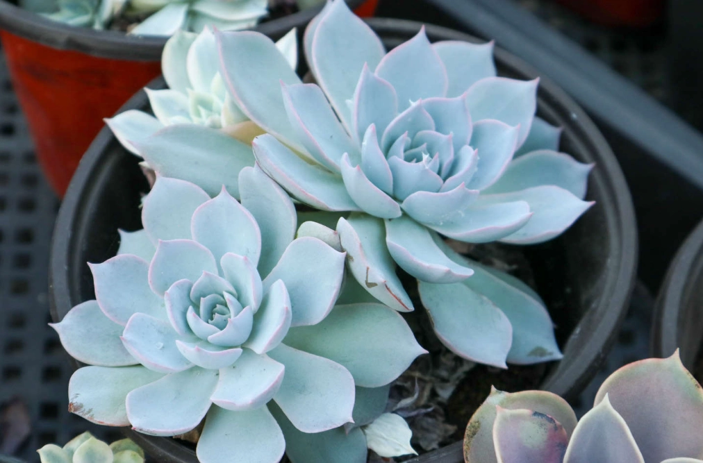 多肉怎么繁殖 多肉怎么繁殖