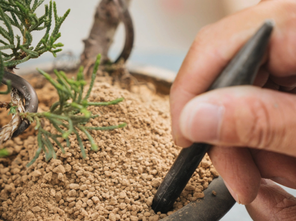 真柏土壤比例 真柏土壤比例