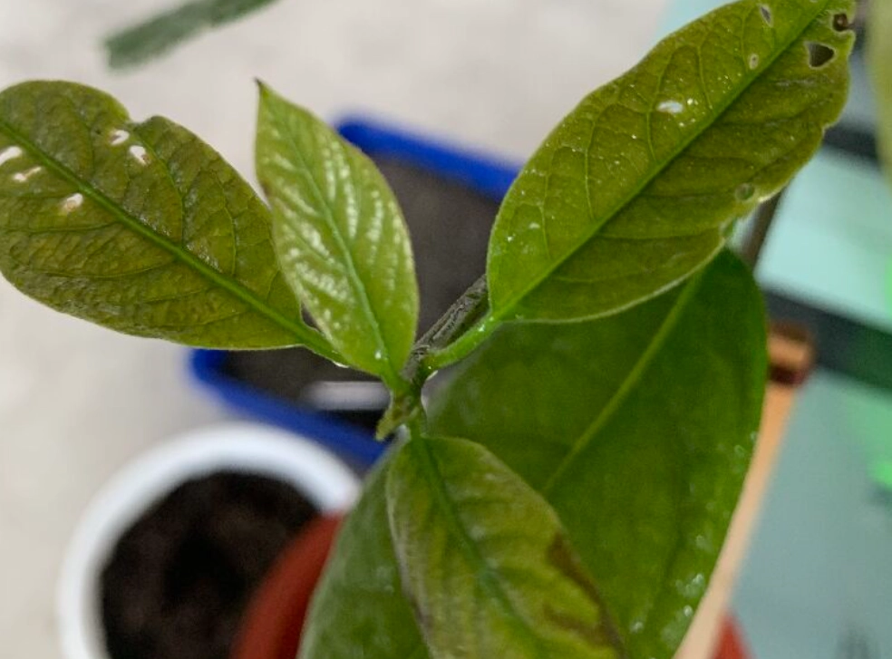 酪梨缺硼 酪梨缺硼