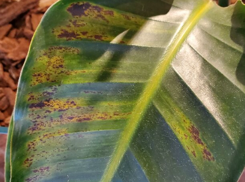 天堂鳥葉子焦 天堂鳥葉子焦