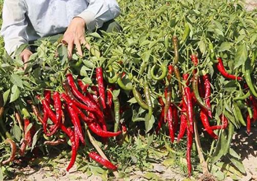 辣椒生长温度
