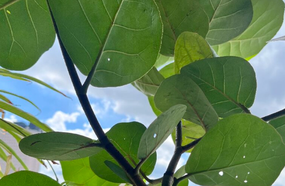 海葡萄長葉子 海葡萄長葉子