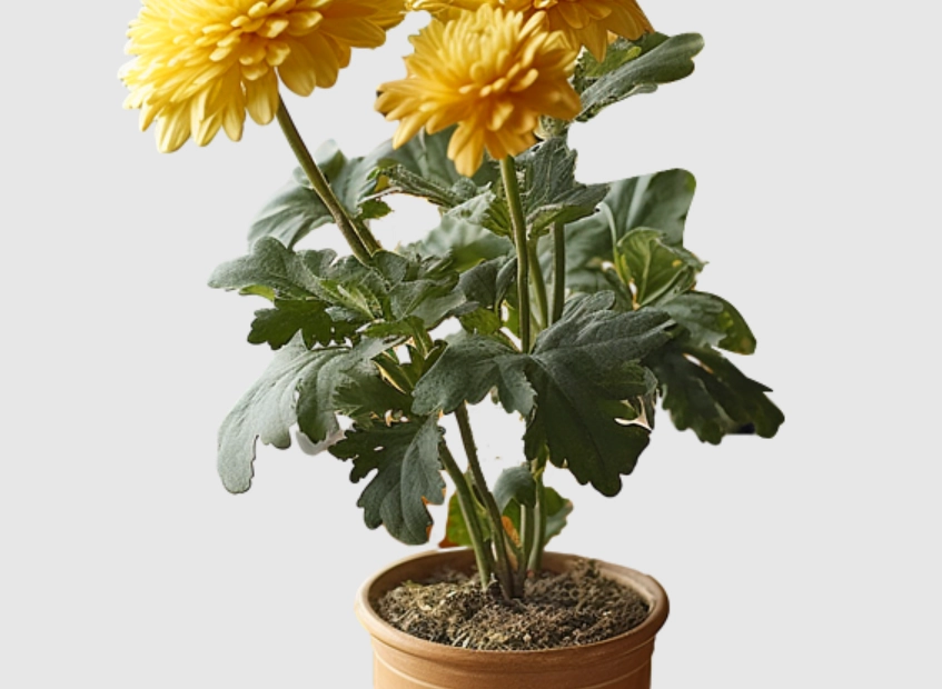 菊花盆栽照顧技巧