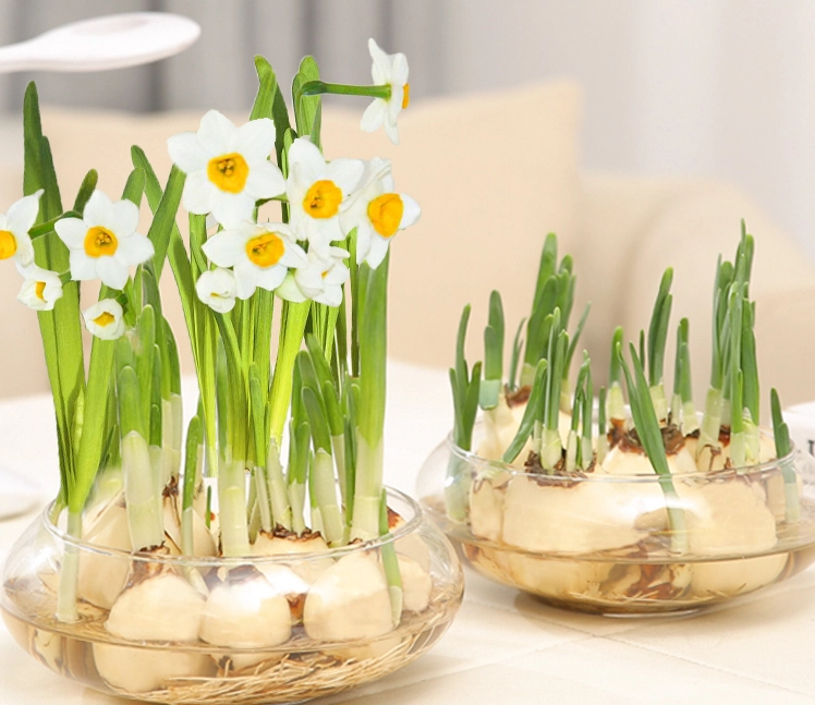 室內水種花卉 室內水種花卉