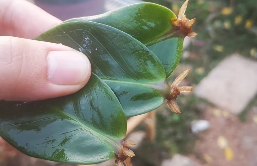 金錢樹葉插繁殖