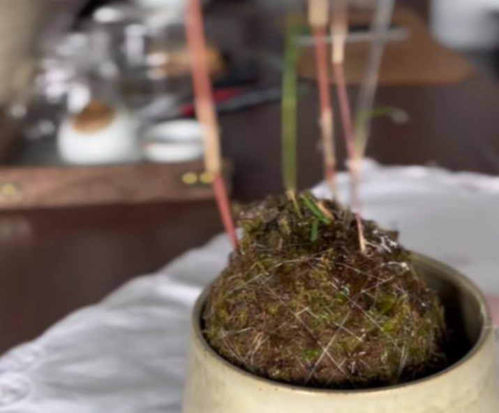 苔球發霉原因 苔球發霉原因