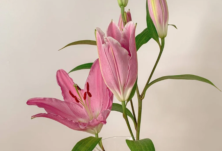 花語療癒 花語療癒