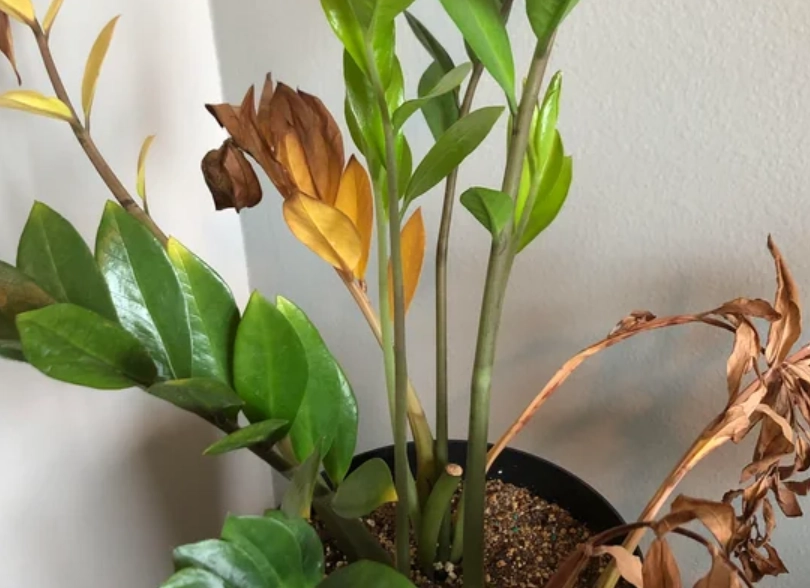 金錢樹葉子變黃