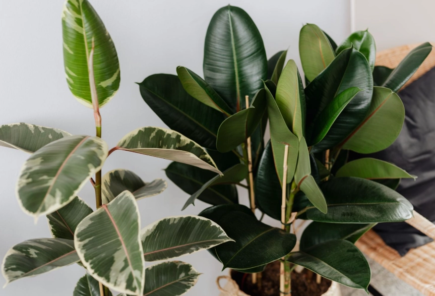大型室內耐陰植物