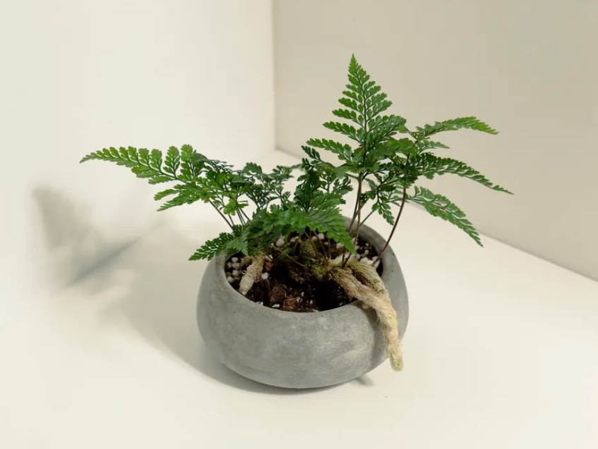 兔腳蕨分株方法