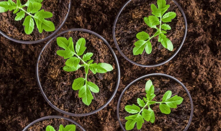 番茄生長階段 番茄生長階段