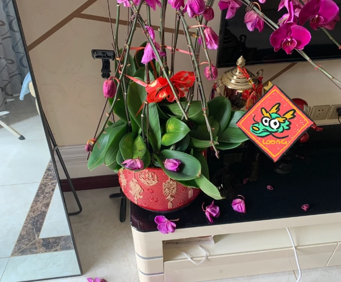 蘭花養護 蘭花養護