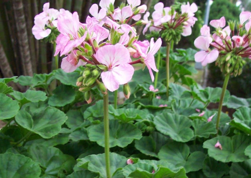 天竺葵照顧技巧