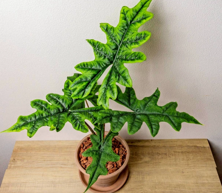 台灣 觀音蓮 栽培技巧 台灣 觀音蓮 栽培技巧