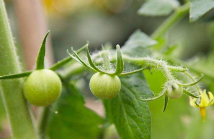 番茄開花結果時間