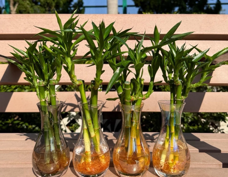 富貴竹對寵物有害