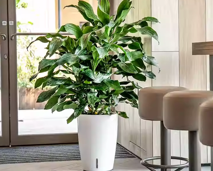 高花盆種植技巧