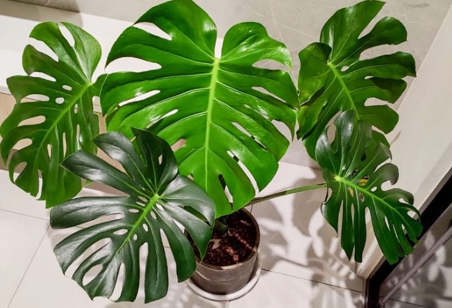 低光照室內植物