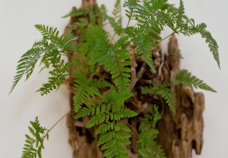 兔腳蕨象徵意義