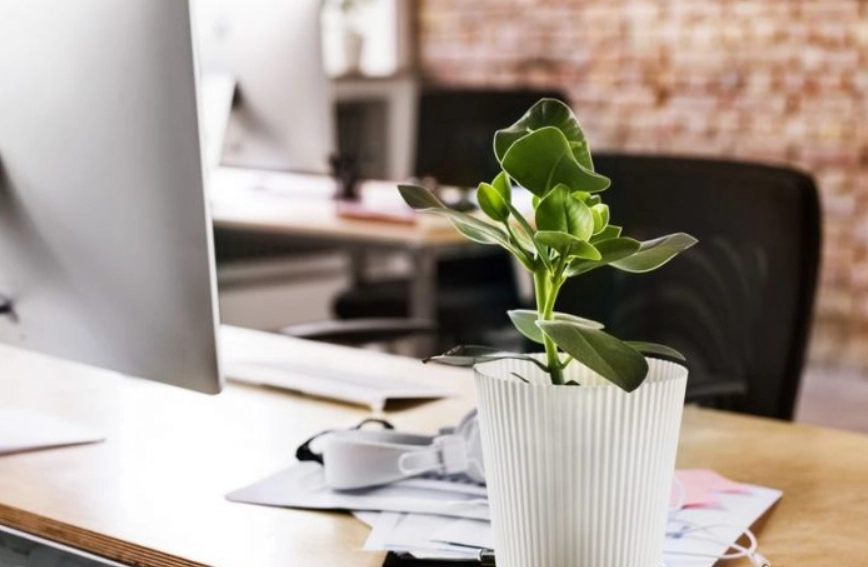 辦公室植物推薦