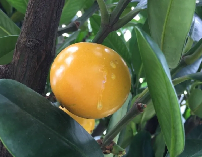 福木果實誤食處理