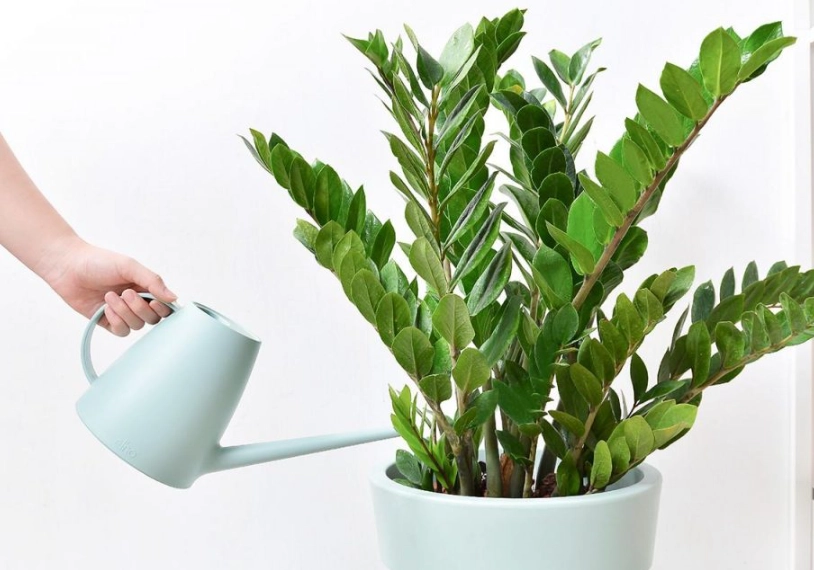 金錢樹照顧方法