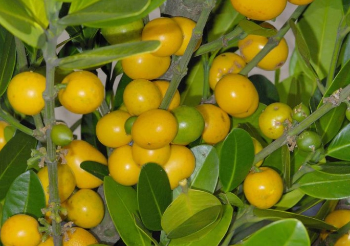 福木果实健康價值