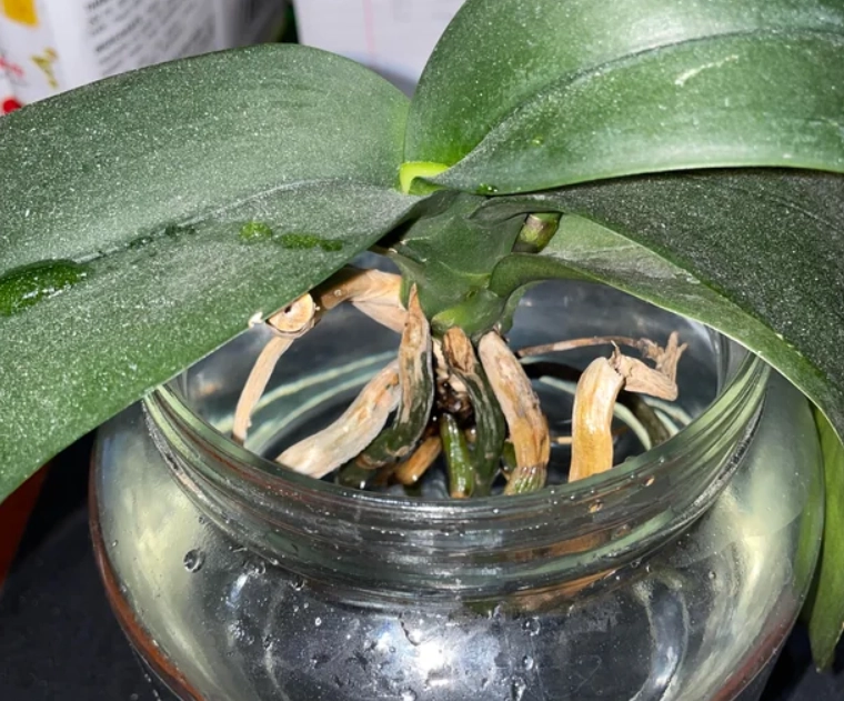 水培蝴蝶蘭施肥