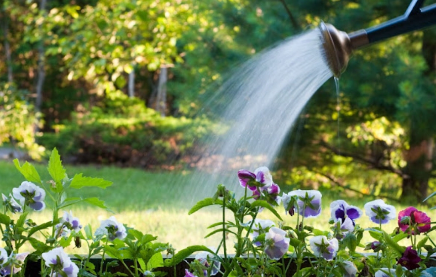 夏季澆水最佳時間