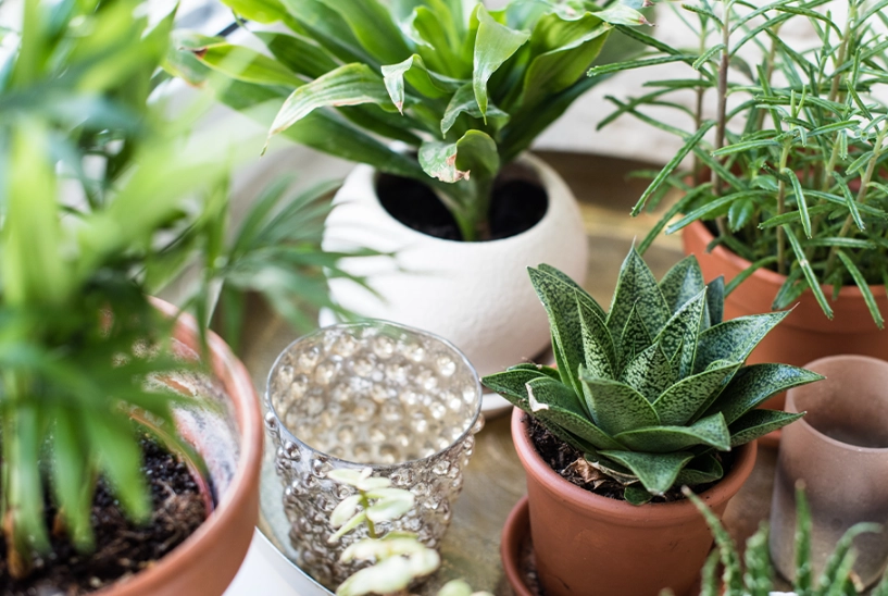 耐陰室內植物推薦