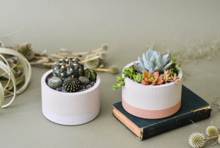 辦公室多肉植物