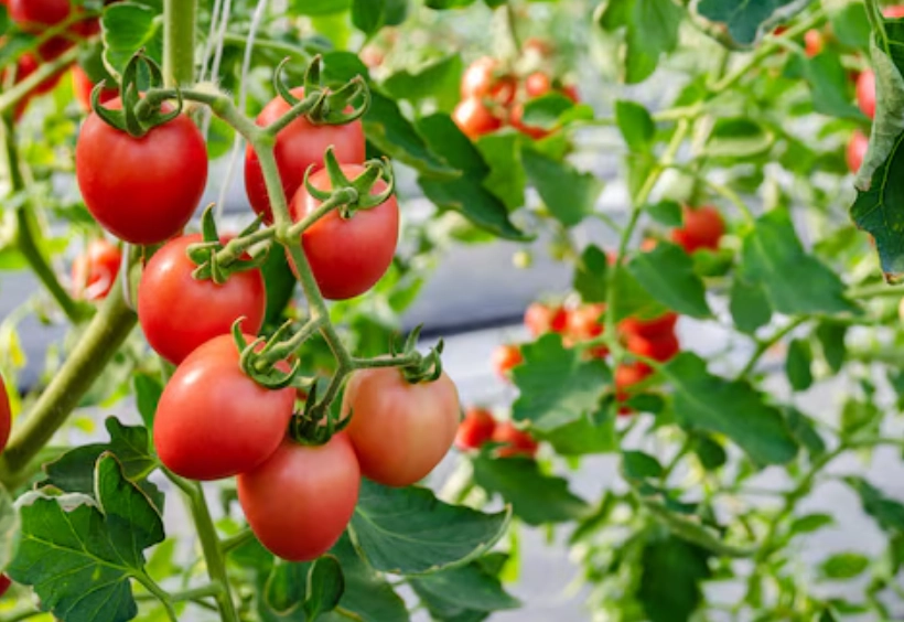 番茄生長時間