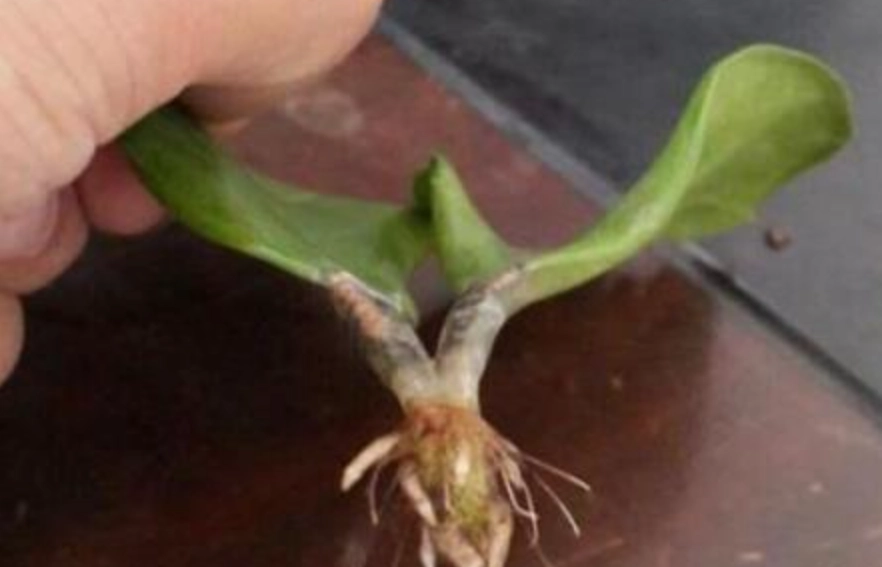 金錢樹葉插繁殖