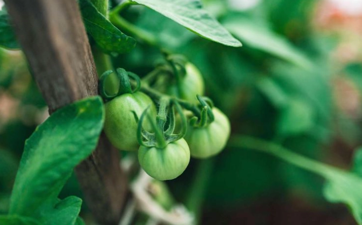 番茄生長高度測量