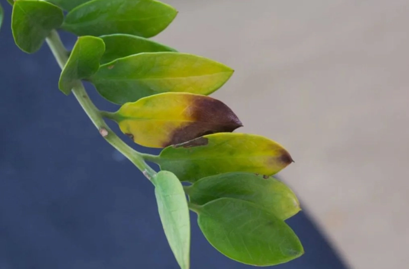 金錢樹照顧方法