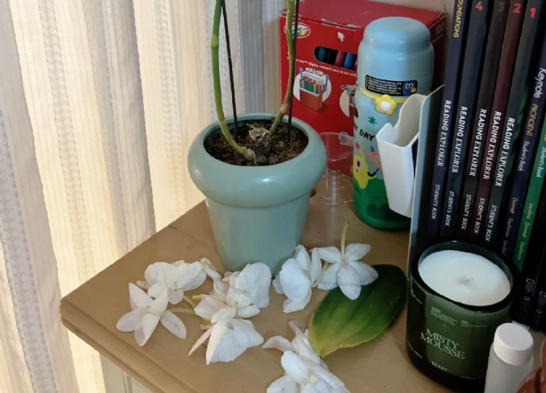 蘭花掉花苞 蘭花掉花苞