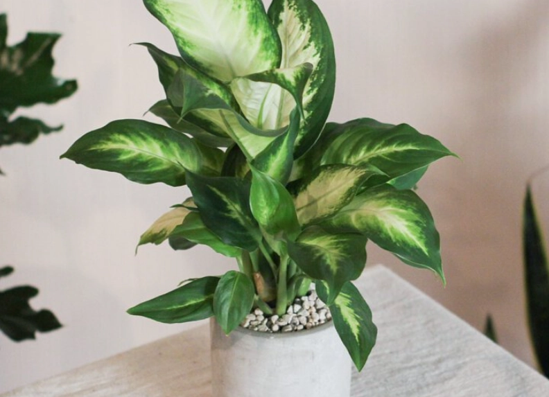 黛粉葉養護方法