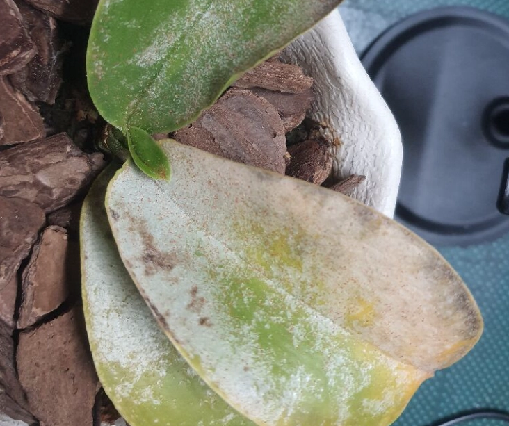 蘭花葉子黃化 蘭花葉子黃化