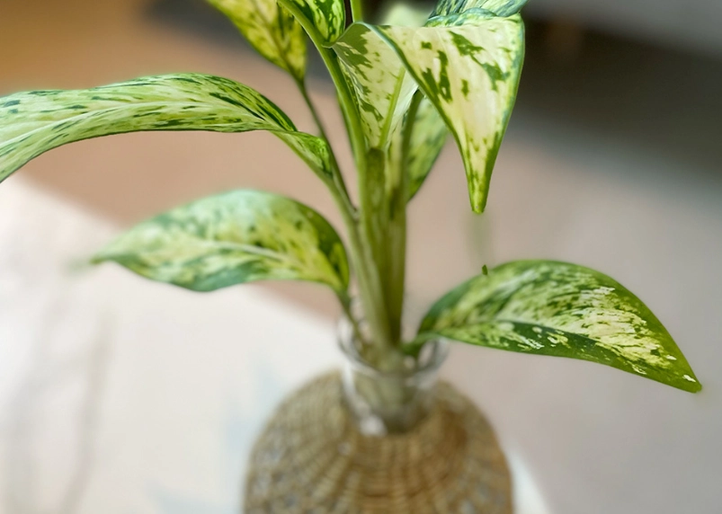 萬年青中毒處理 萬年青中毒處理