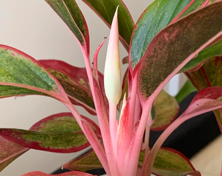 萬年青開花原因