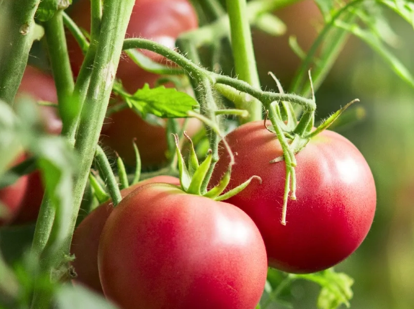 番茄生長階段 番茄生長階段