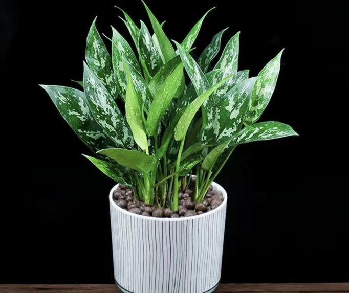 低光照室內植物